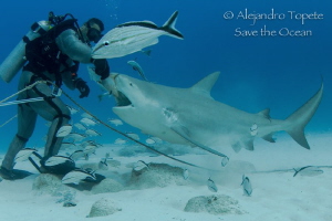 Bullshark Feeding, Playa del Carmen Mexico by Alejandro Topete 